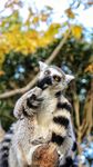 九尾猴