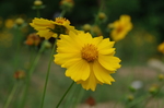 金盏花 金盏菊 花朵 菊花 橘