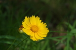 金盏花 金盏菊 花朵 菊花 橘