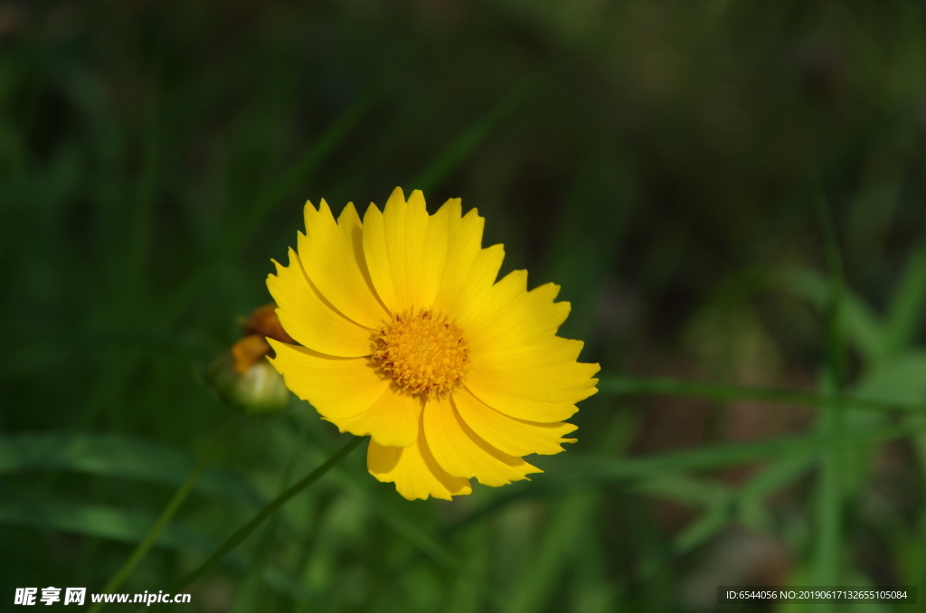 金盏花 金盏菊 花朵 菊花 橘