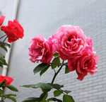 月季花