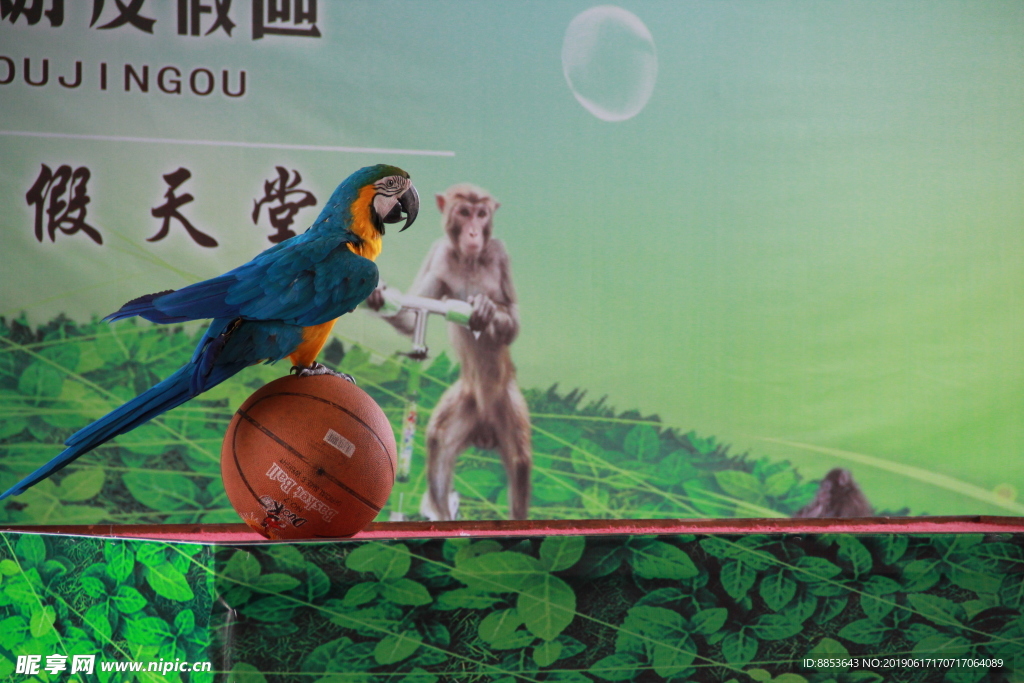 鹦鹉