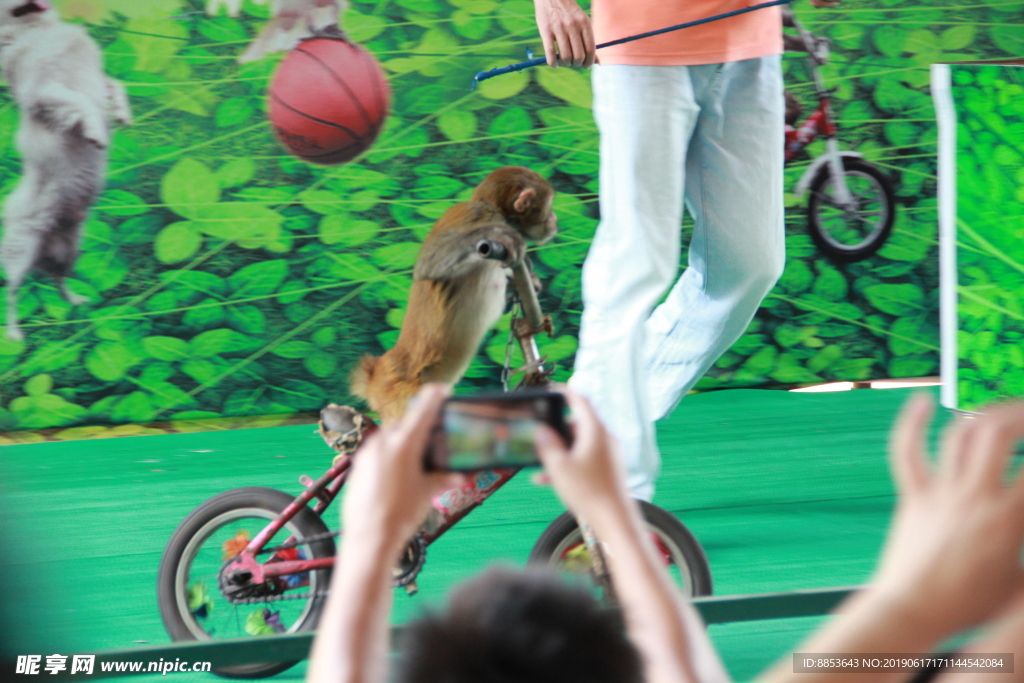 猴子骑单车