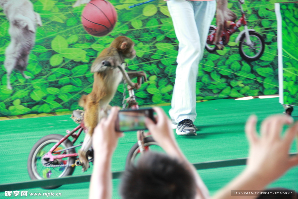 猴子骑单车