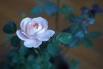 蔷薇花