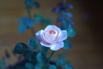 蔷薇花