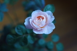 蔷薇花