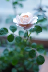 蔷薇花