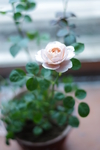蔷薇花