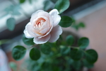 蔷薇花