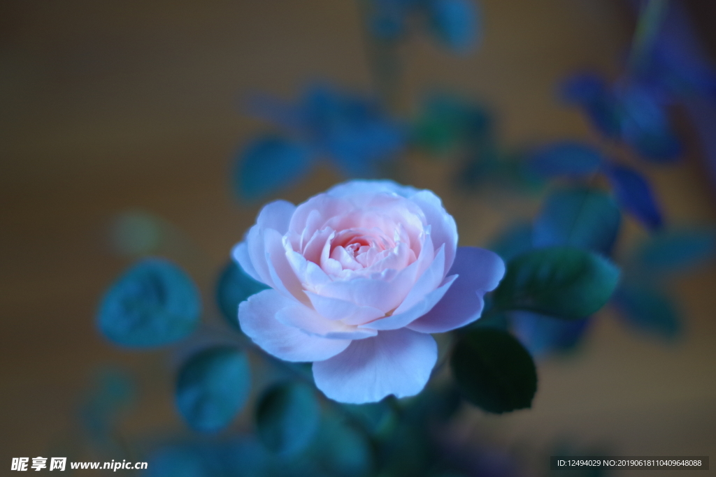 蔷薇花