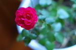 蔷薇花