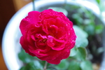 蔷薇花