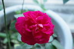 蔷薇花