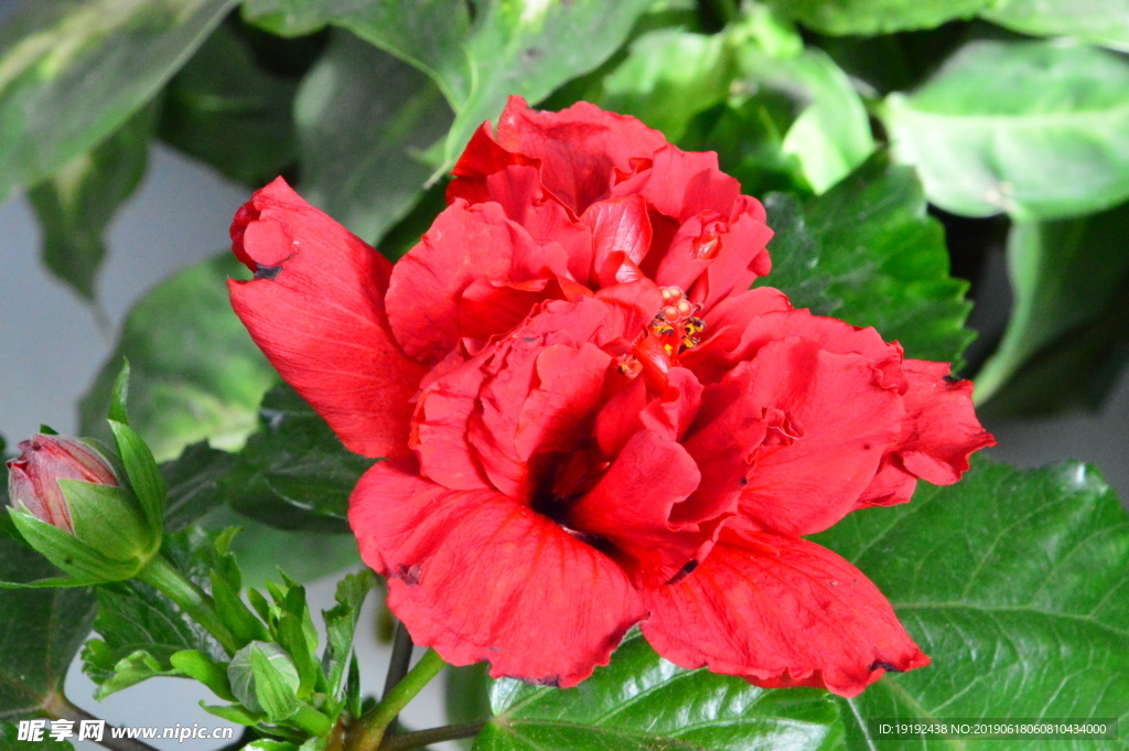 扶桑花