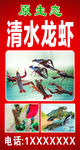 原生态清水龙虾