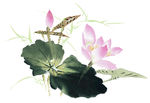 荷花