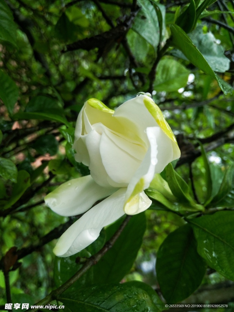 植物 栀子花 白花 花朵 背景