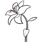 百合花