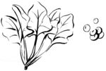 创意手绘原稿植物海报元素易拉宝