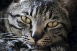宠物猫 呆萌 中华田园猫 元素