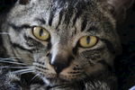 宠物猫 呆萌 中华田园猫 元素