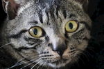 宠物猫 呆萌 中华田园猫 元素