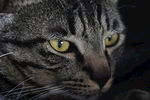 宠物猫 呆萌 中华田园猫 元素