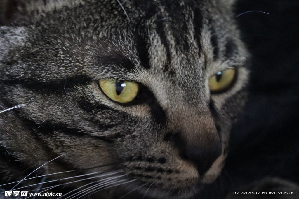 宠物猫 呆萌 中华田园猫 元素