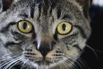 宠物猫 呆萌 中华田园猫 元素