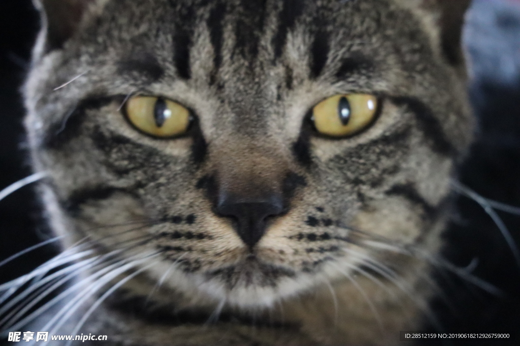 宠物猫 呆萌 中华田园猫 元素