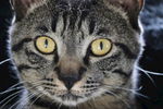 宠物猫 呆萌 中华田园猫 元素