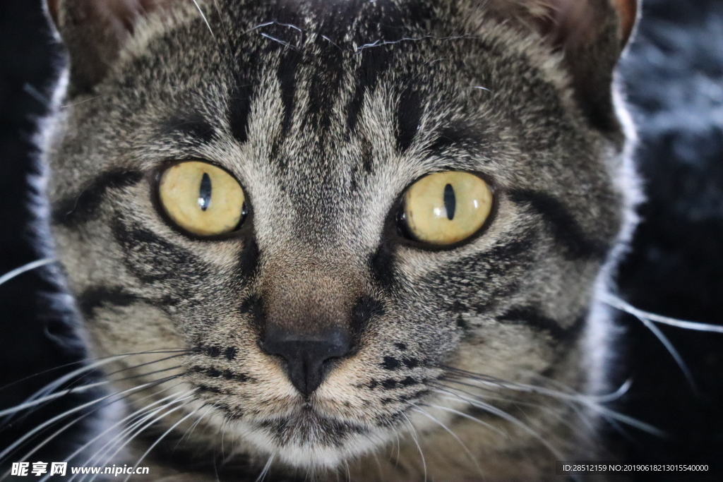 宠物猫 呆萌 中华田园猫 元素