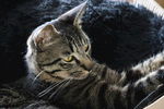 宠物猫 呆萌 中华田园猫 元素