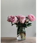 彩色图片 鲜花