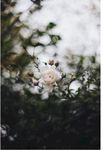 彩色图片 蔷薇