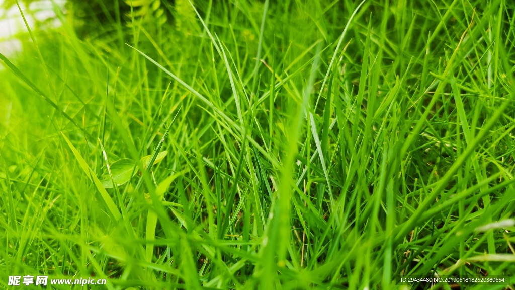 绿草
