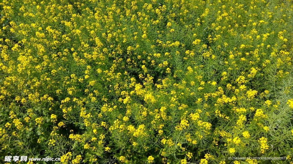 油菜花