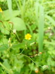 苦荬菜