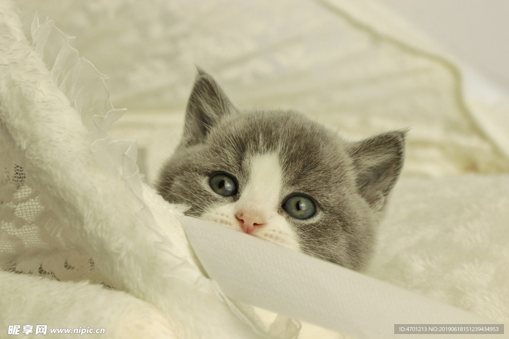 蓝猫 英国短毛猫 宠物