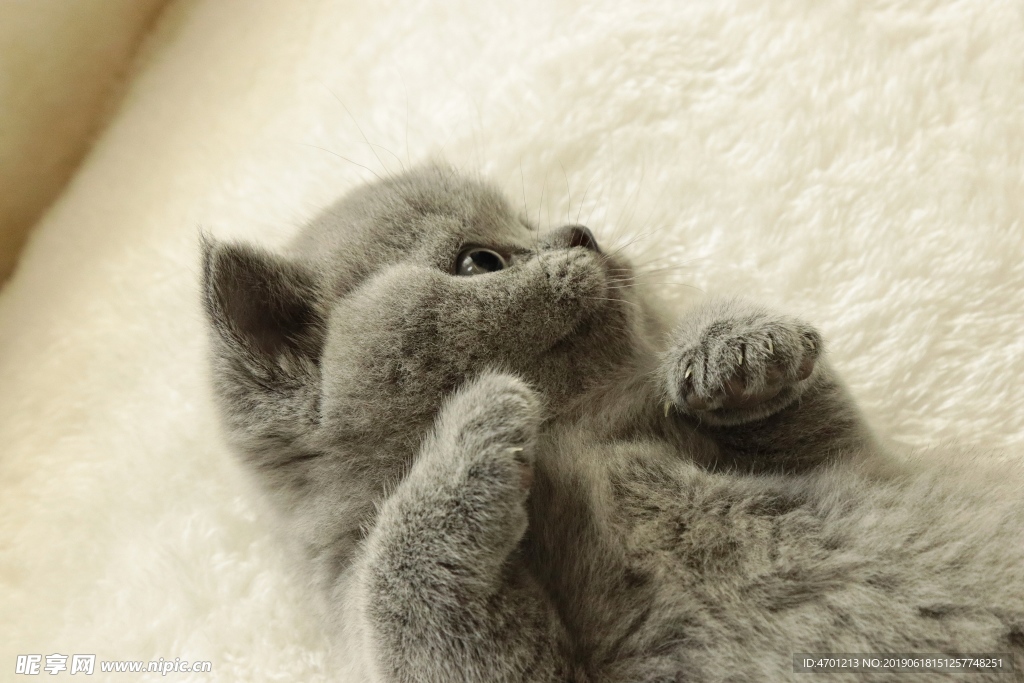 蓝猫 英国短毛猫 宠物 猫
