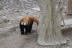 小熊猫 小浣熊 熊猫