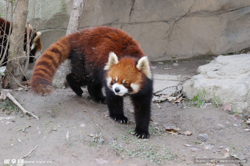 小熊猫 小浣熊 可爱