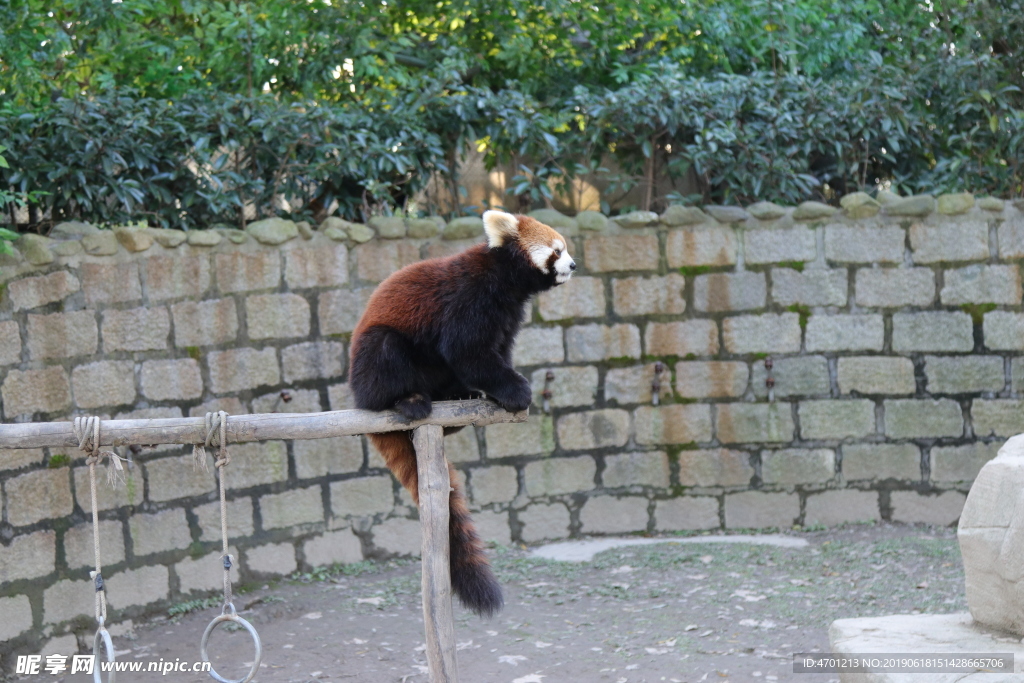 小熊猫 小浣熊 动物园