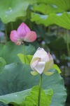 白莲花