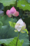 雨中荷花