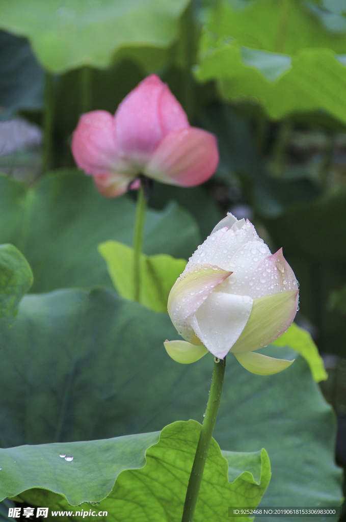 雨中荷花