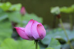 红莲花