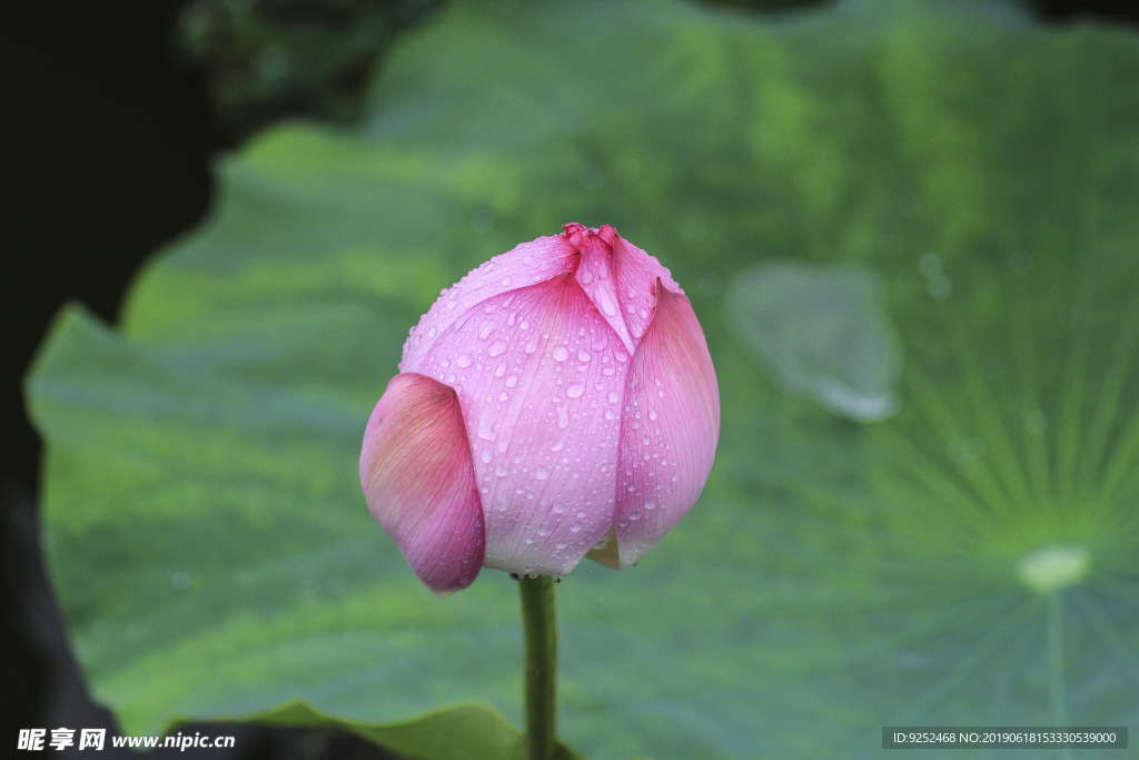 莲花