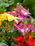 百合花